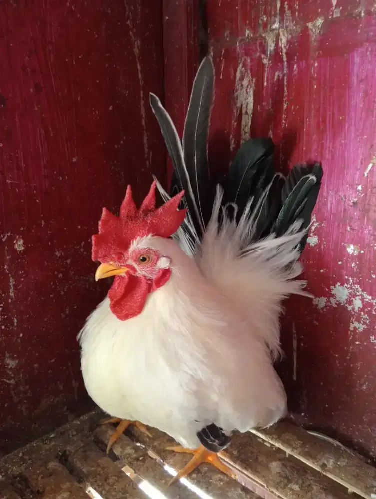 Chabo black tail
