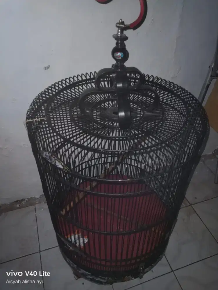 Kandang burung murai second