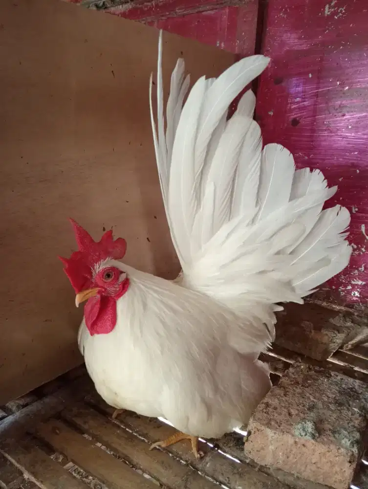 Ayam Chabo white