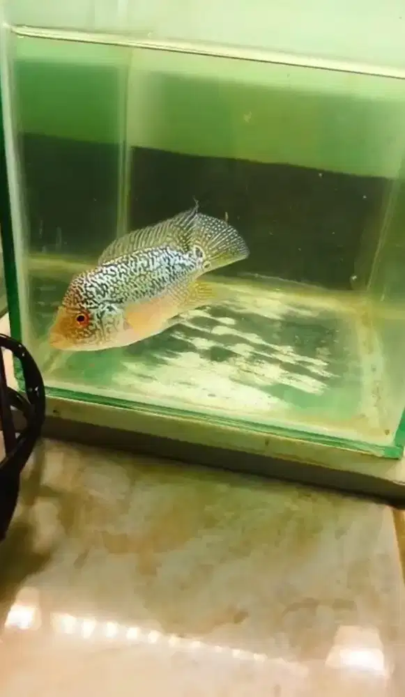 Ikan lohan size 2 jari