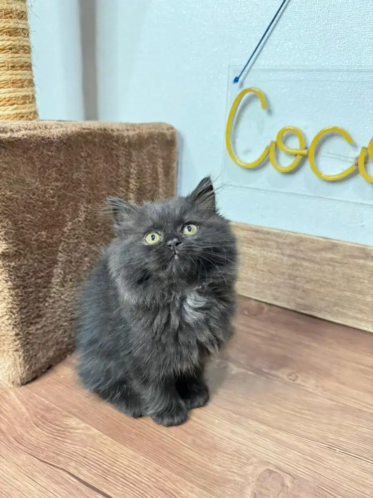 Kitten Kucing Persia