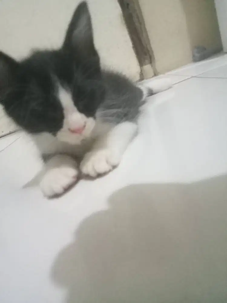 Kucing umur 2 bulan lincah sehat gembul