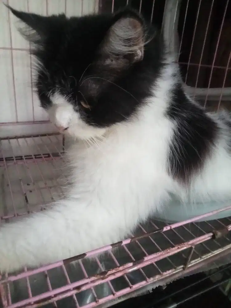 Adopsi Induk Kucing Persia
