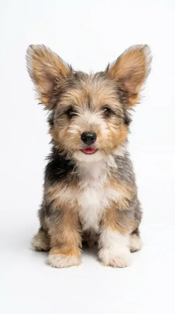 Pom poodle corgi 2,5 bulan blue merle