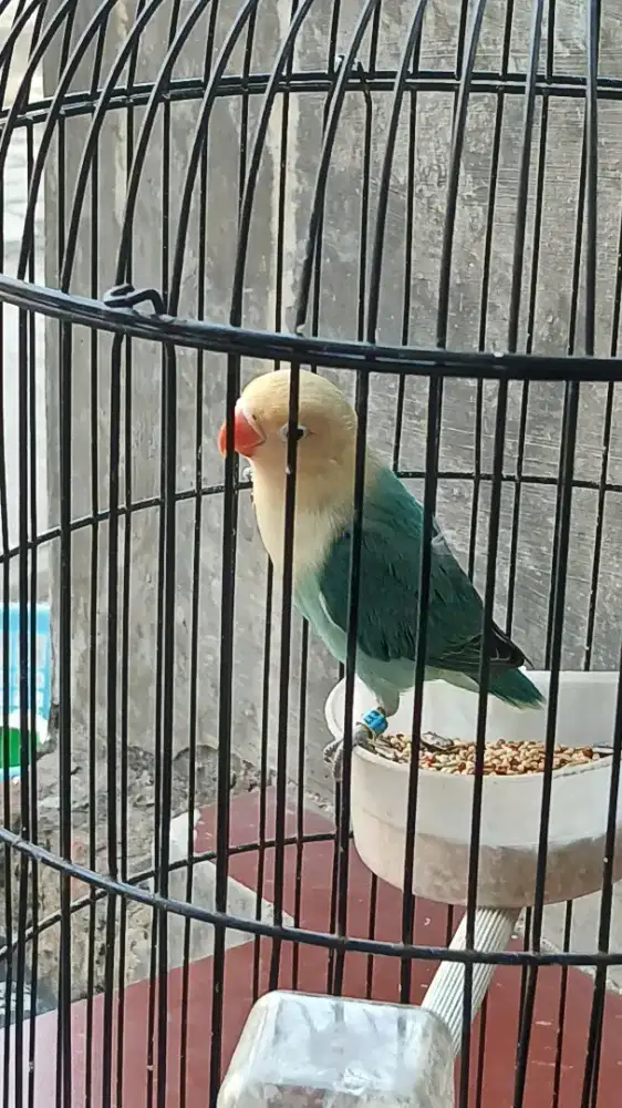 LOVEBIRD AQUA B1 PAUD