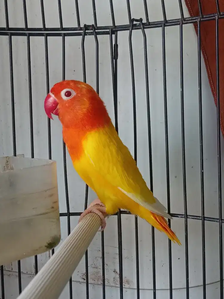 Lovebird biola lutino mata merah