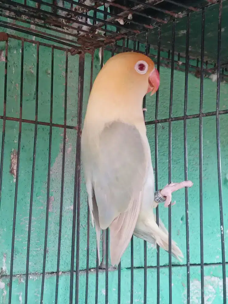 Lovebird biola aqua vio pf