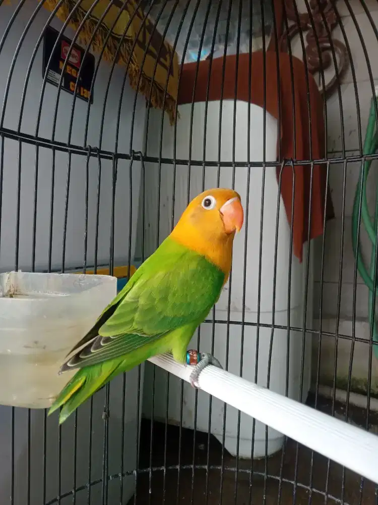 Lovebird biola yellow face/aqua ino mm