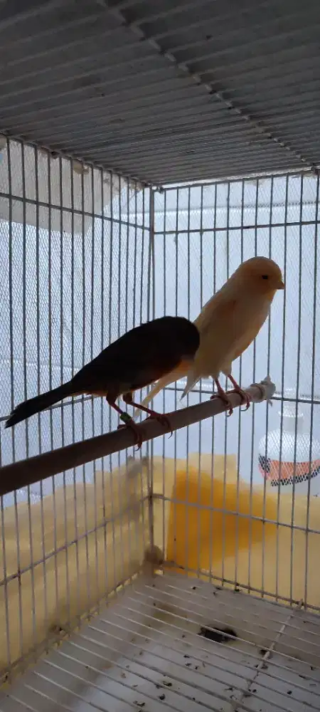 Burung Kenari betina