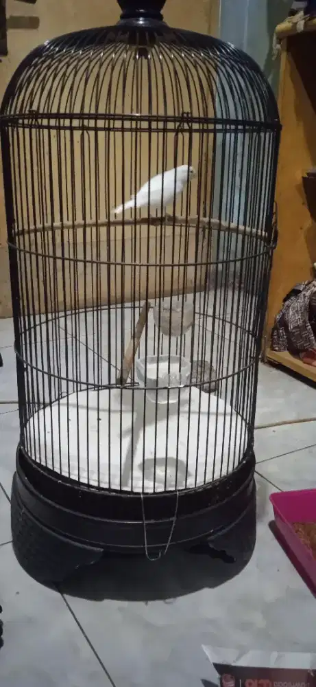Kenari pocong di BSD