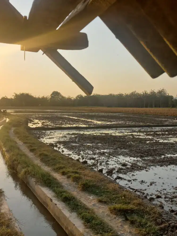 Sawah dijual, wilayah singgahan Tuban