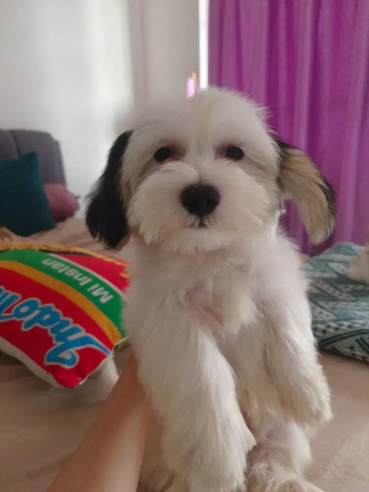 Maltipoo super gembul