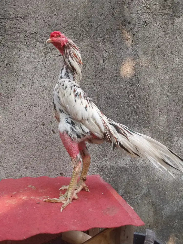Ayam ekorlidi blorok