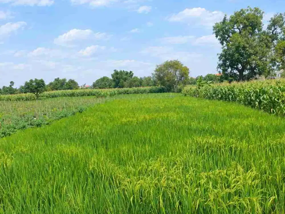 DIJUAL – Lahan 3.000 m² Petok D Pinggir Jalan Poros Dekat Pasar Balongpanggang