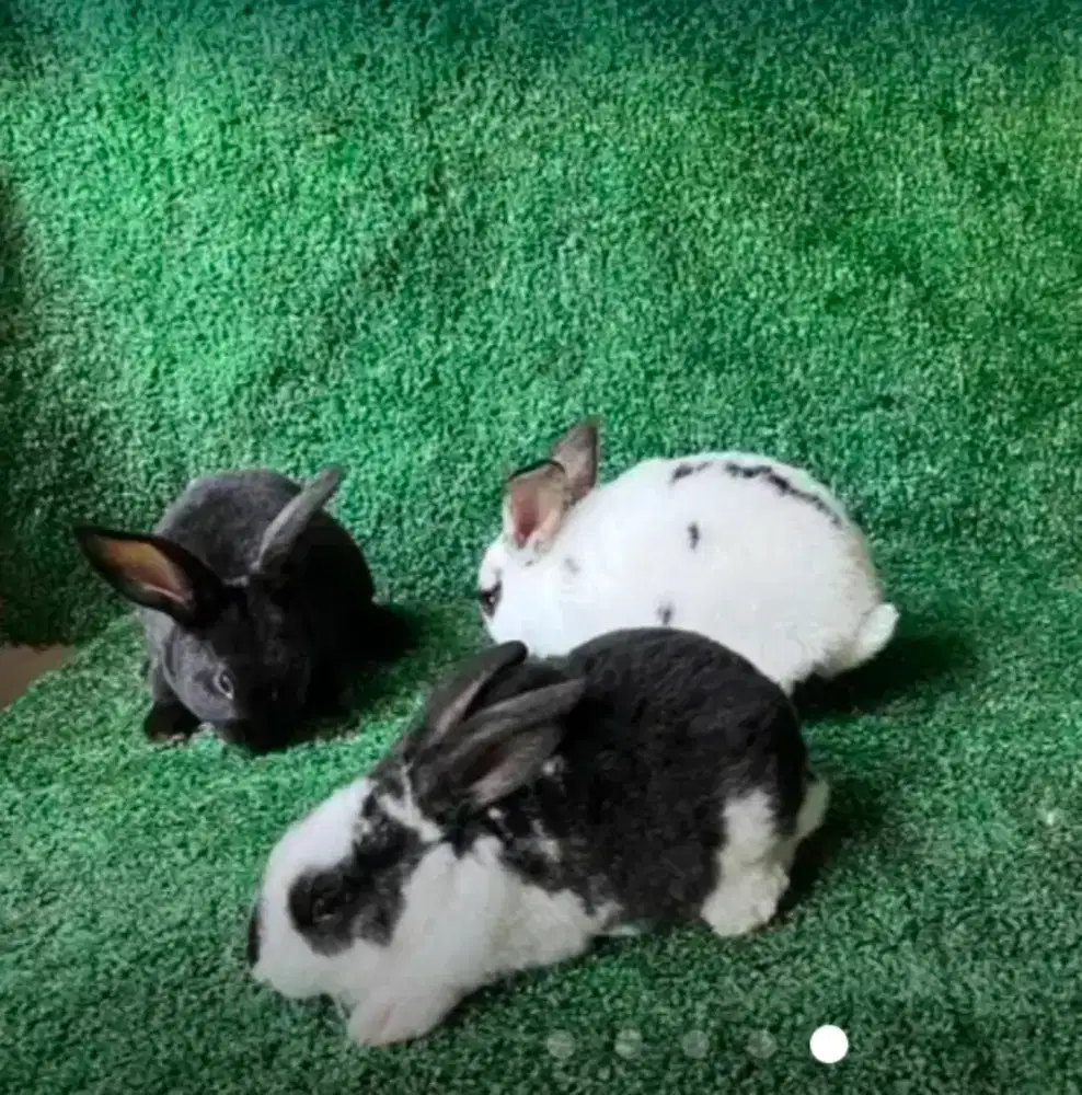 Kelinci rex bulu karpet
