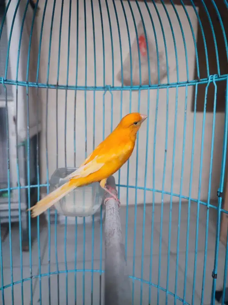 Burung kenari gacor