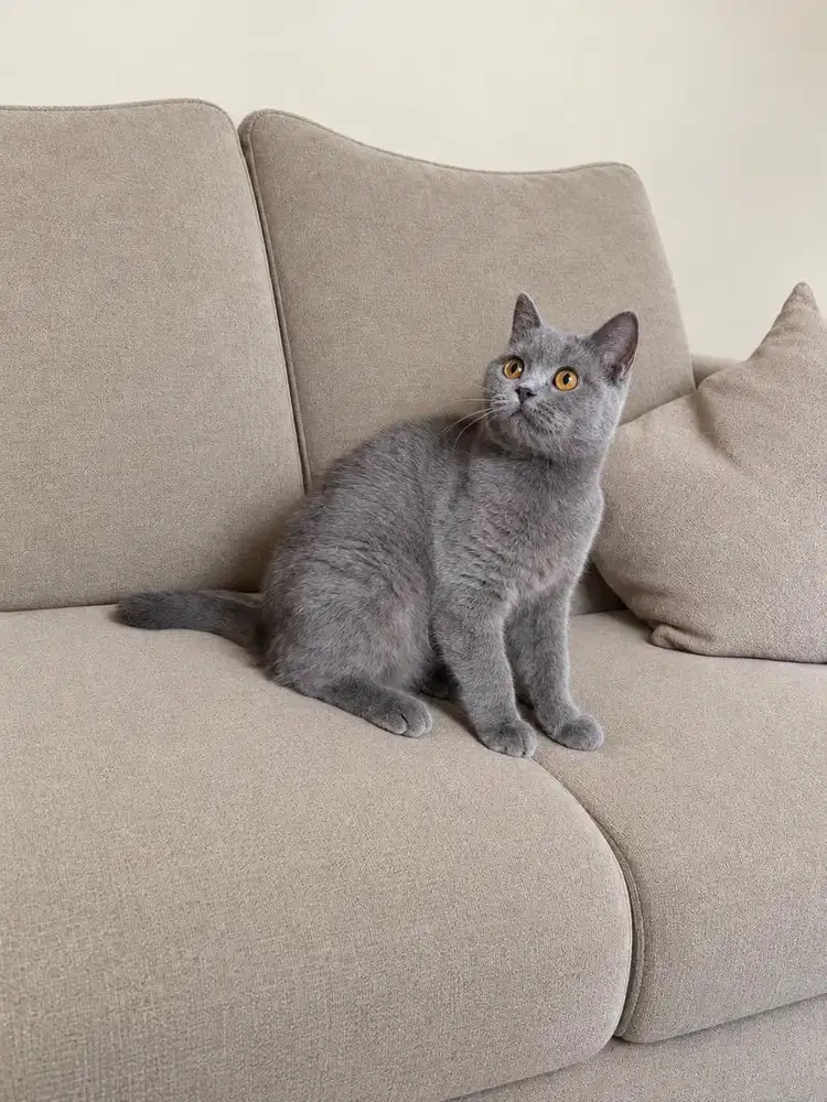Kucing british shorthair bsh kitten scottish