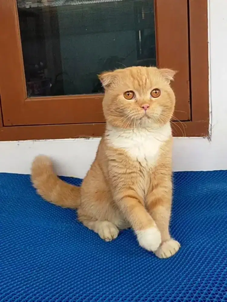 Kucing scotish fold jantan Red tabby