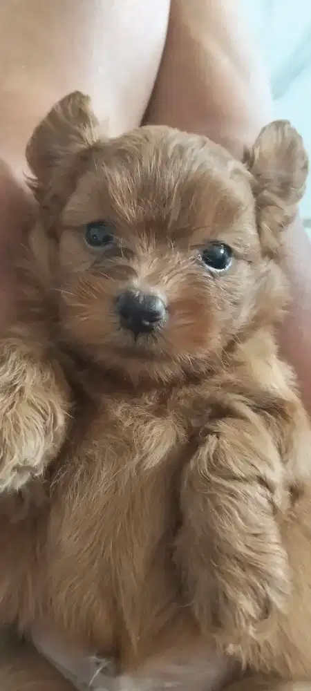 Poodle mix pom lucu murah