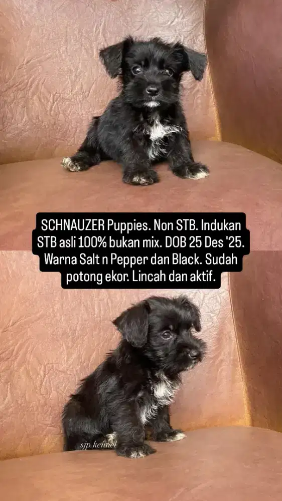 Schnauzer puppies