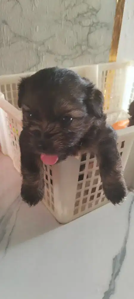 Pudel mix minipom