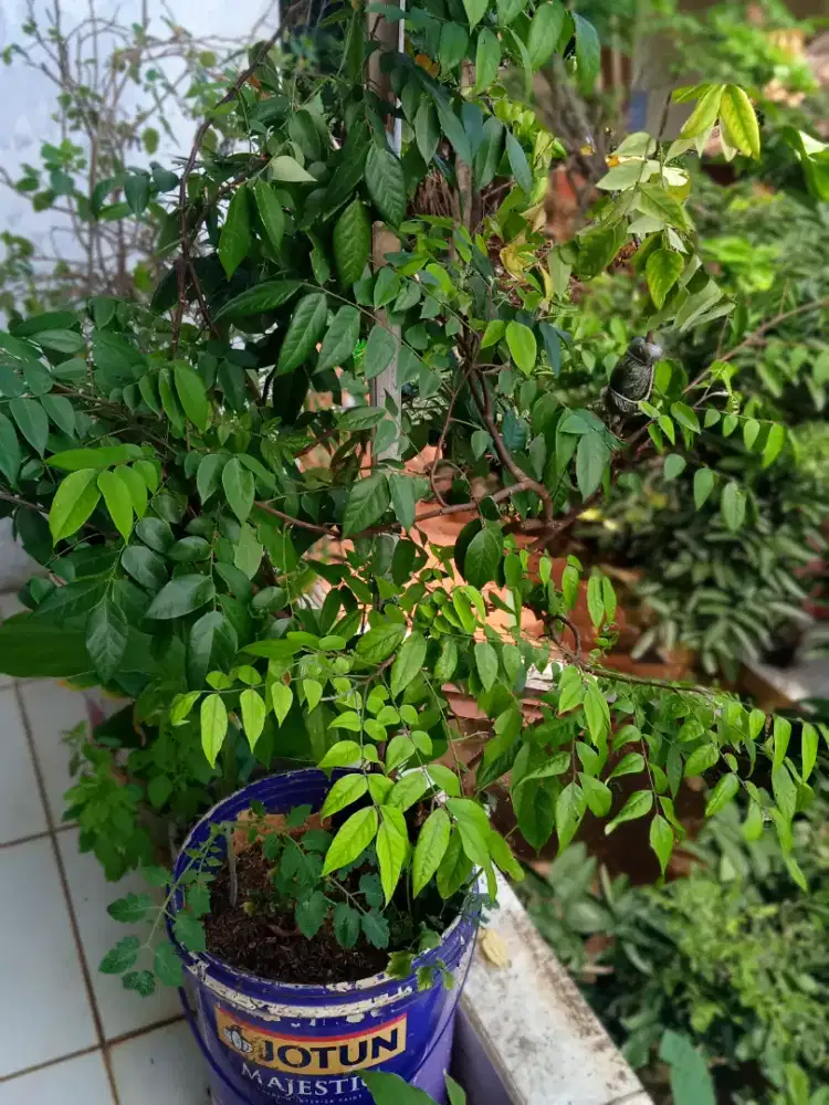Pohon belimbing Dewi madu