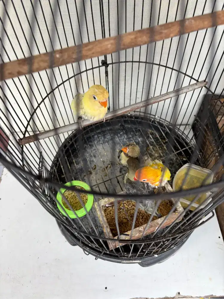 Lovebird anakan