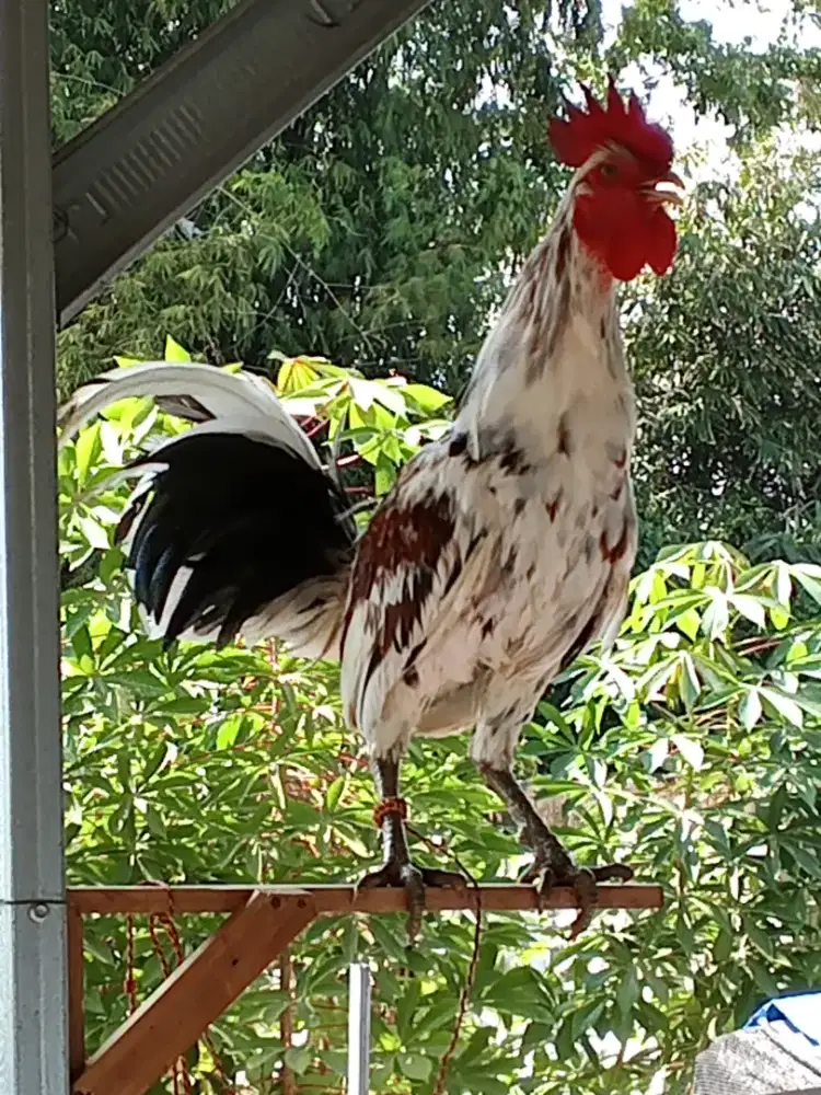 Ayam ketawa durasi