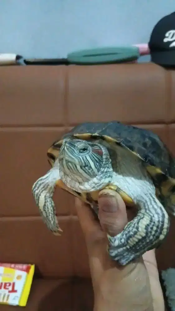Kura kura brasil indukan betina 20 cm