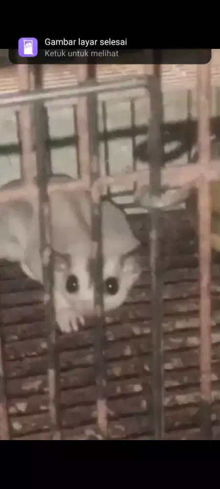 Sugar Glider Wfmoza
