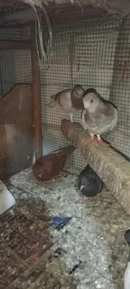 Burung dara pasangan