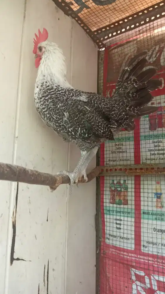 Dijual jantan Ayam arab
