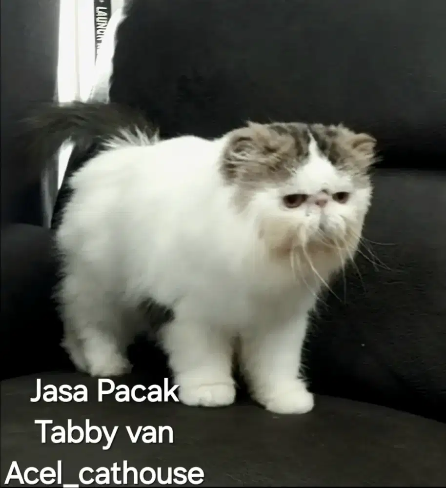 Jasa pacak kucing persia peaknose line ped