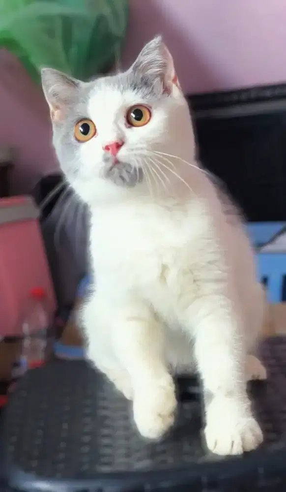 Kucing kitten british shorthair Ns