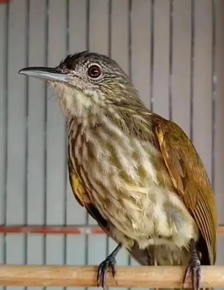 Burung bayeman rajin