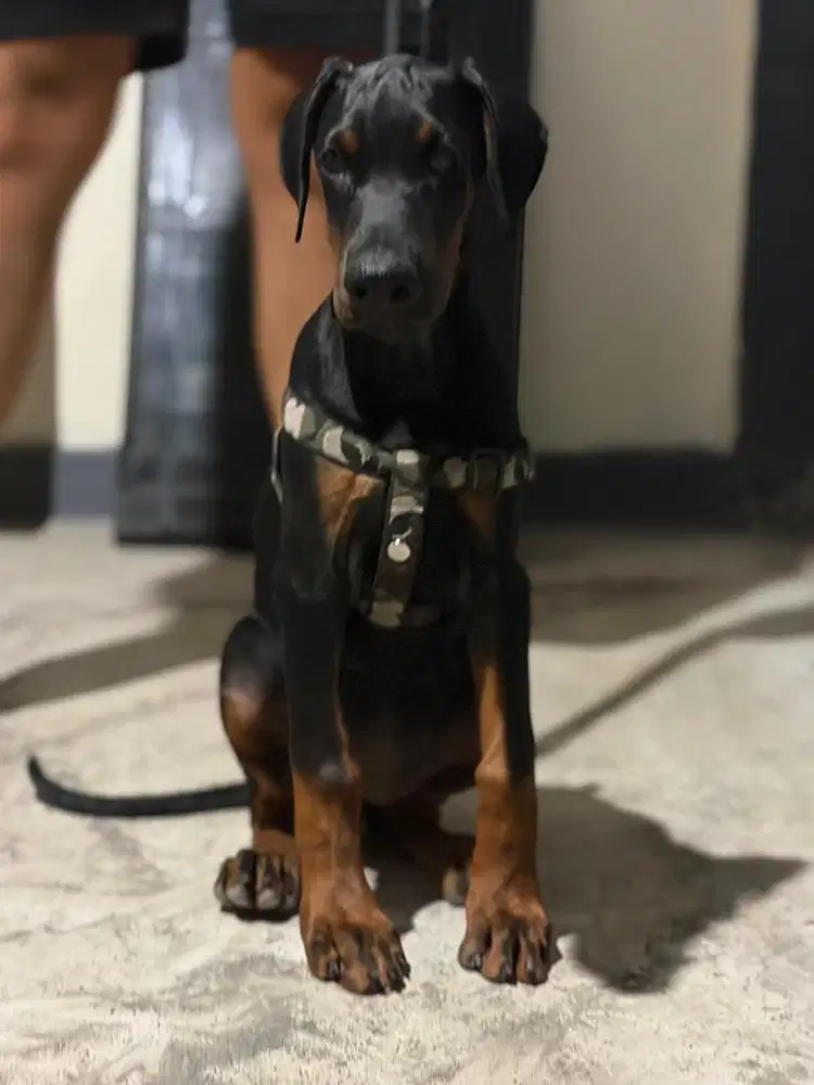 Doberman Betina Stambum Champion
