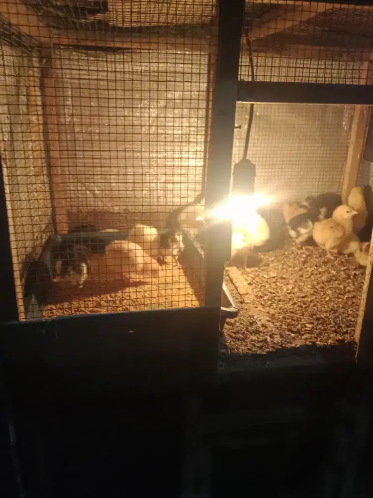 Doc ayam kampung unggul