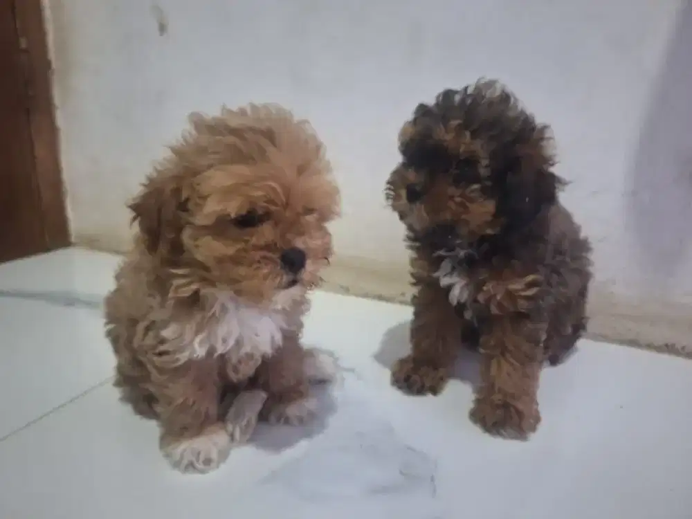 Anak Anjing Poodle mix Shihtzu Up