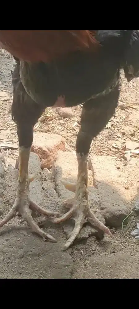 Spek pacek ayam jago BK