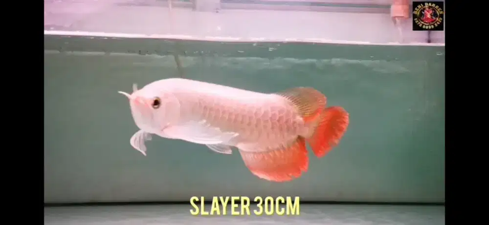 Super red slayer 30cm