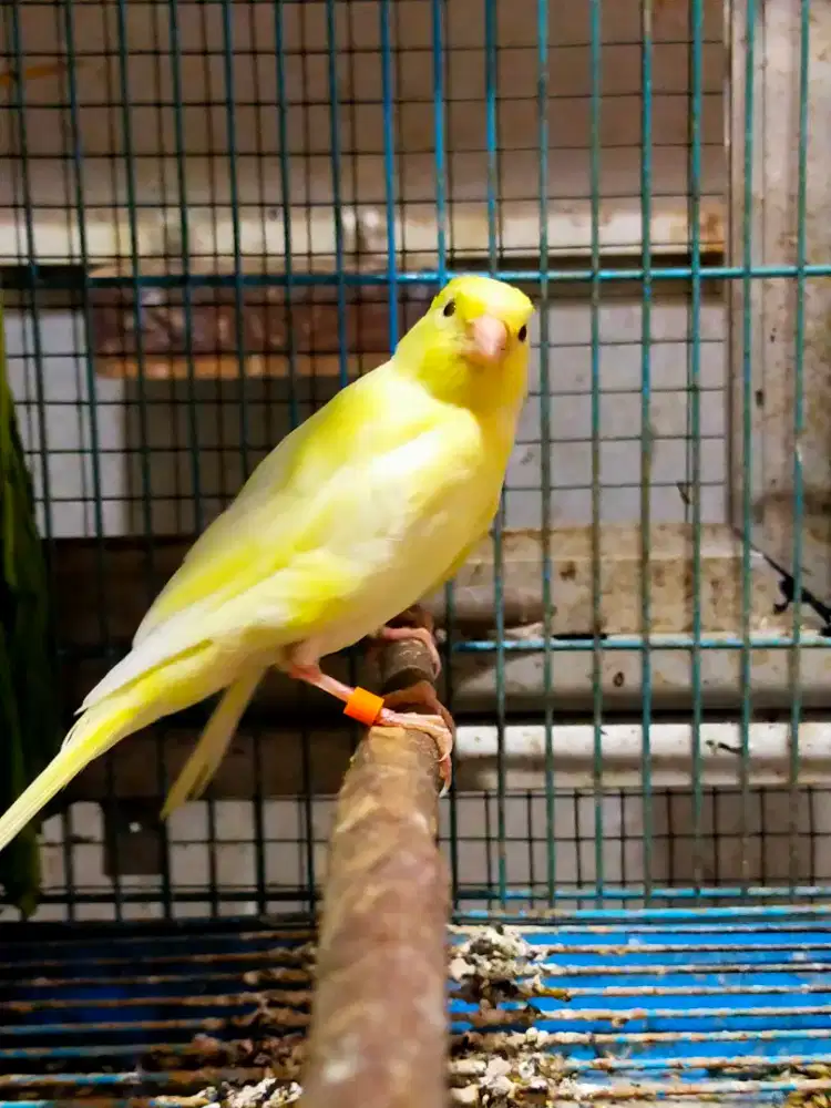 Burung kenari terah sf  paud/anak jantan