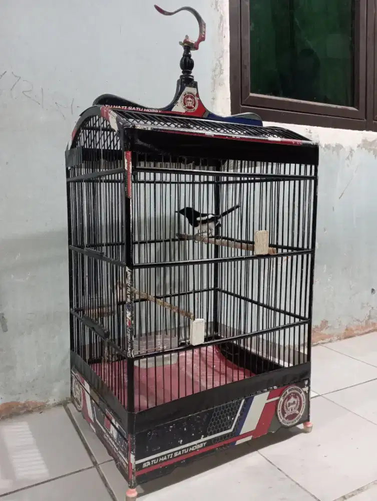 Burung kacer mapan bunyi fullset