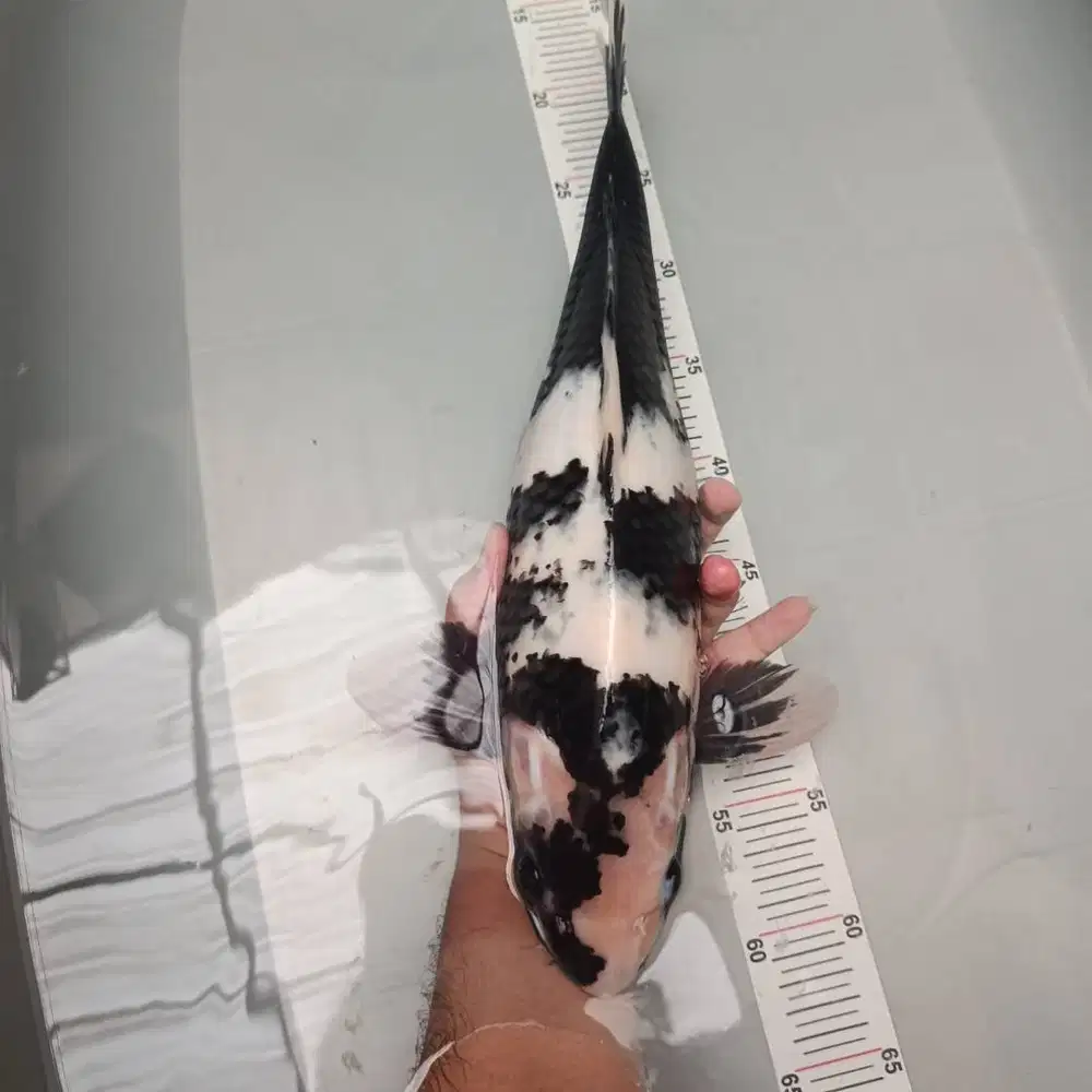 ikan koi shiro jumbo bulky jantan lebar size 48 BU blitar murah