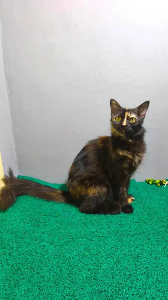 persia anggora betina