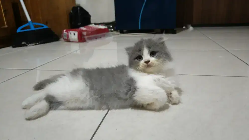 Anak kucing kitten BSH munchkin gaelic NS Bicolor