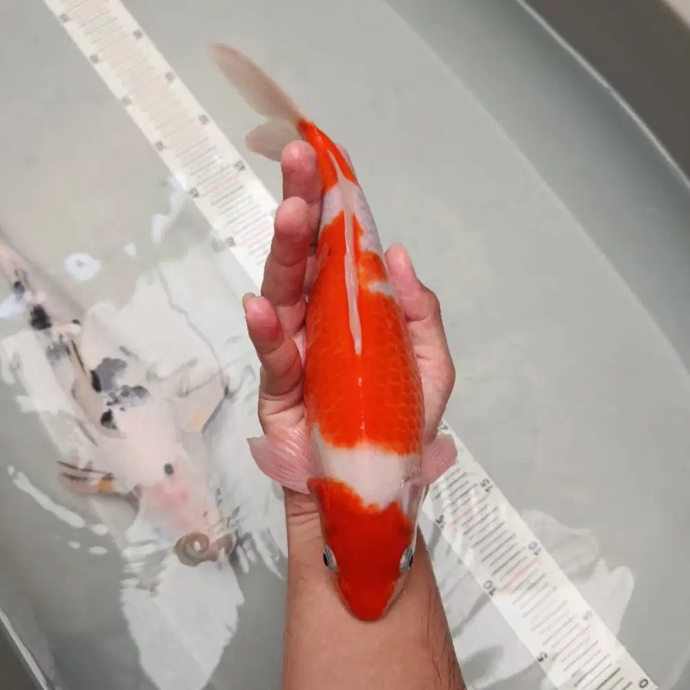 Ikan koi kohaku 3 step merah strong bulky size 29 cm