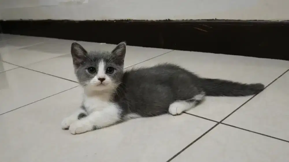 Anak kucing kitten BSH munchkin betina bicolor