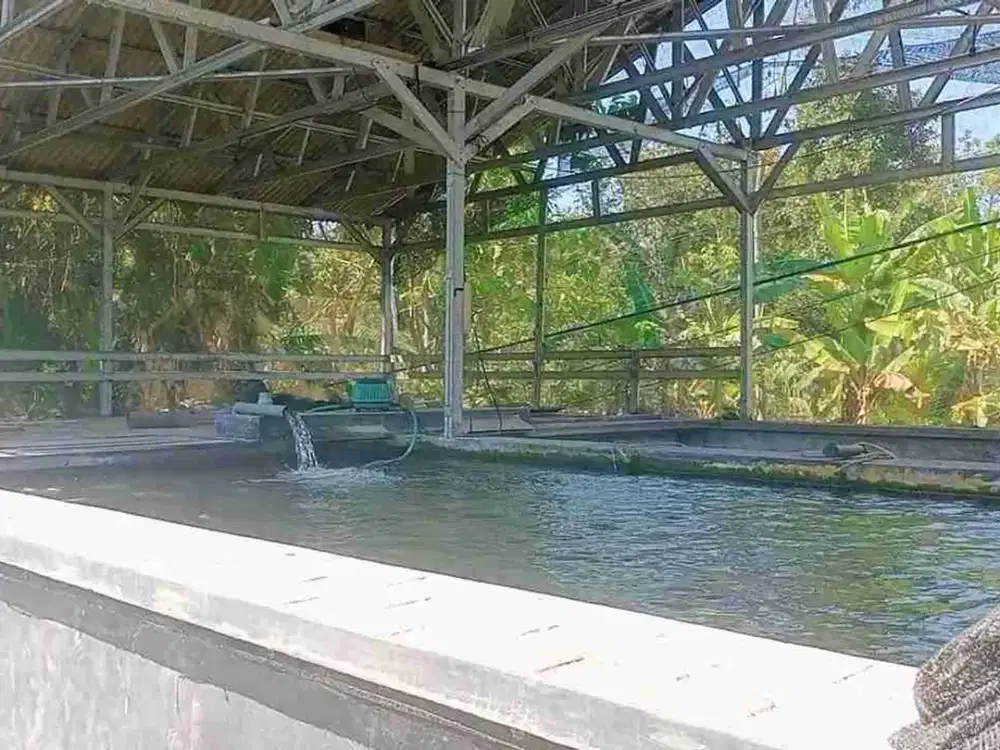 BU JUAL CEPAT RUMAH DAN KOLAM KOI DI BLITAR