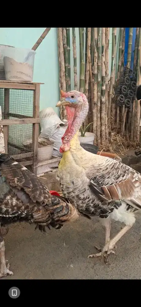 kalkun golden palm jantan