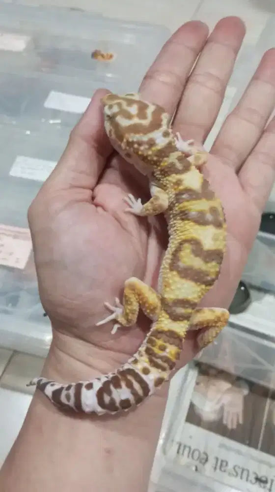 Gecko Macksnow  Ganteng